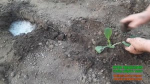 Посадка поздней капусты Валентина в грунт