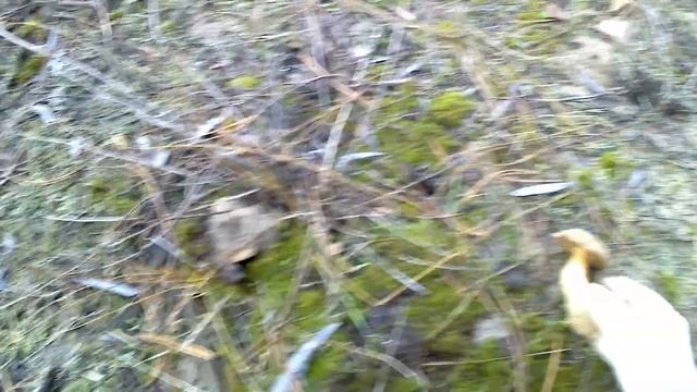 Сезон зимних грибов/ Копаем зеленушки/ Грибы есть! смотреть онлайн