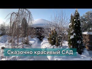 Прогулка по сад. Розы без укрытия Ожоги хвойных.Защита  плодовых от морозобоя Архив Дневник садовода