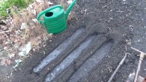 Посев семян чеснока. Посев озимого чеснока