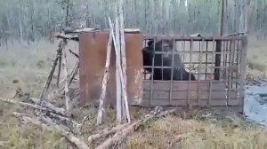 Медведь людоед попал в ловушку.
