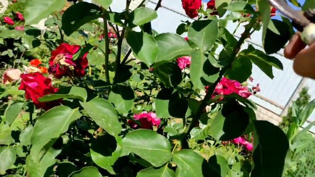 ?Обрезка всех видов роз после цветения.?Подкормка, обработка, полив. смотреть онлайн