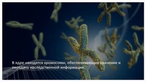 Клетки, ткани, органы и системы органов. Тема 1. Клетка — структурная единица организма