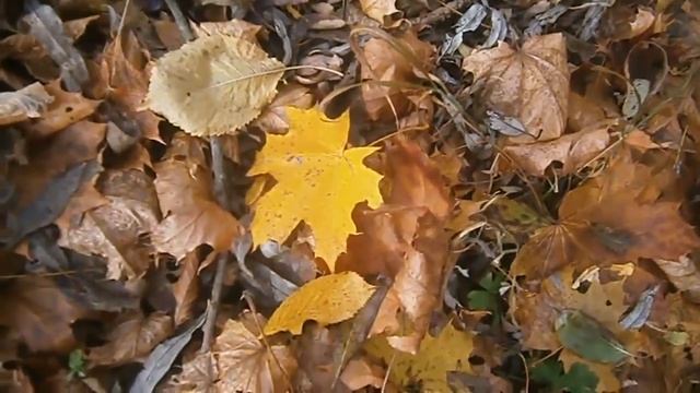 Послушай, Мишка... Другу юности смотреть онлайн