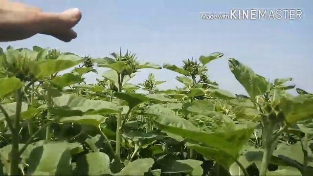 Соняшник розпочав цвісти 22 червня 2016 р. смотреть онлайн