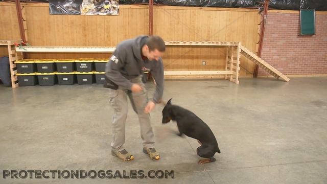 Adorable! Trick Super Star "Twisty" 9 Mo Doberman Girly Dog Protection Dog Sales Having Fun Playing смотреть онлайн