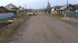 Перегон Овец на летнее пастбище до снега.