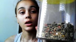 Как ухаживать за морскими свинками : питание