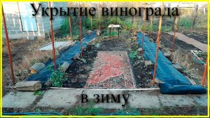Укрытие винограда в зиму 2022