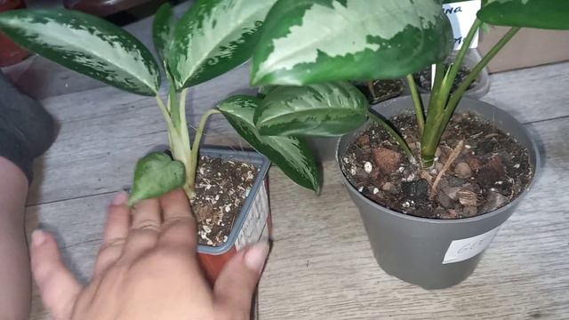 Излишки растений! Освобождаю место 🌷🧳