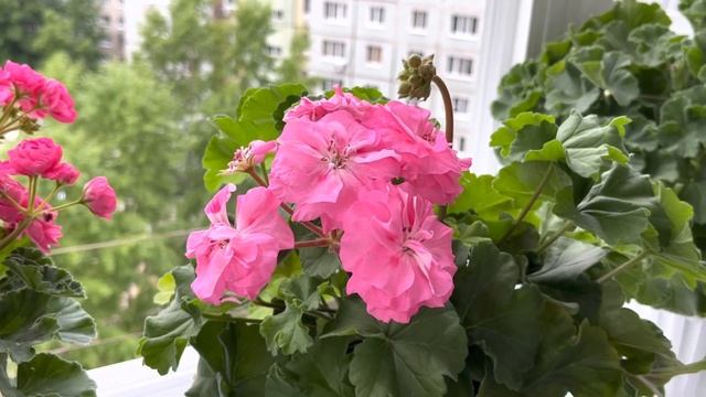 21.06.23 Моя Dynasty Daji цветёт красавица))) А ТА_Майская Роза отцветает… смотреть онлайн