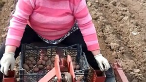 Посадка картофеля самодельным минитрактором