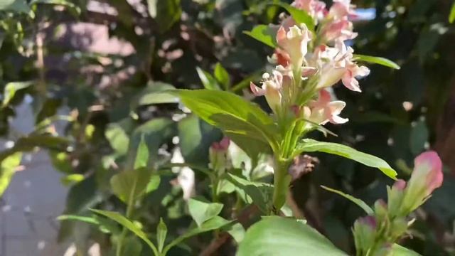 My Weigela Rosea Blossom смотреть онлайн