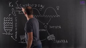 Биология | Тип Стрекающие