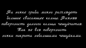 Шампиньон Августовский