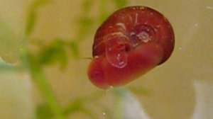 Завтрак улитки 2011 год 5465516655454