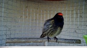 Gulsir Singing (Seriniis pusillus) Пение Птицы (Yurok Qushi Red-capped signing) G'ir-G'ir