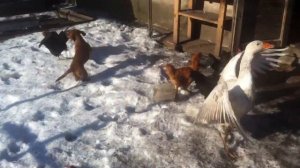 Такса гоняет курок и гусок в курятнике