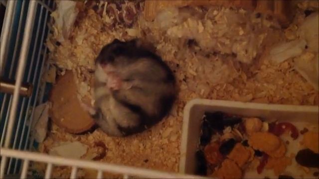 Tosha The Hamster gnaws his nails / Хомяк Тоша грызет ногти смотреть онлайн