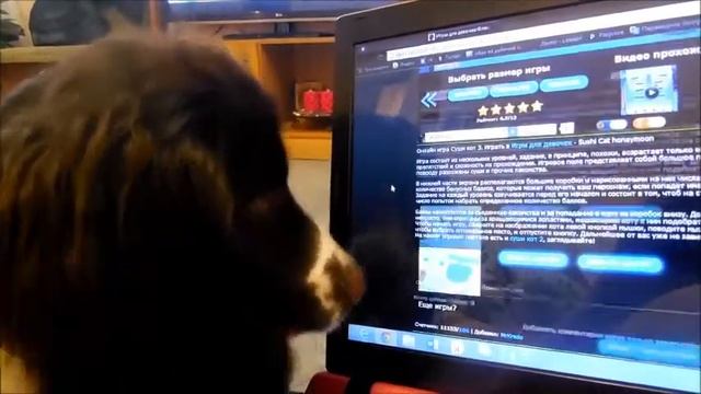 Собака и ноутбук смотреть онлайн