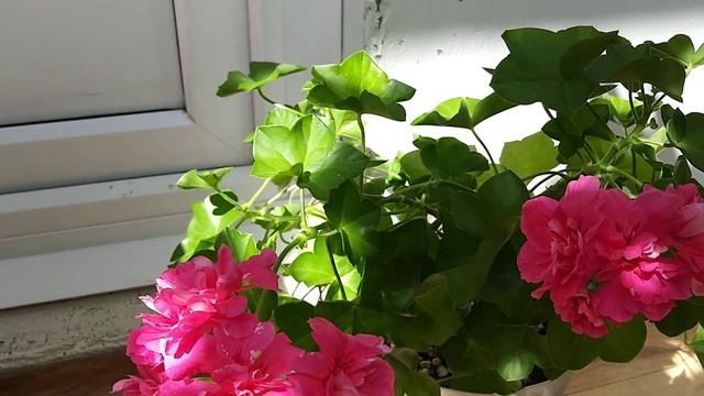 Пеларгония Pink Chart смотреть онлайн