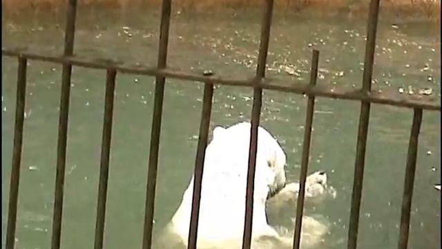 Rostov Zoo смотреть онлайн