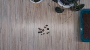 Размножение камнеломки