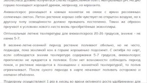 Анакампсерос Красивые растения для дома и сада
