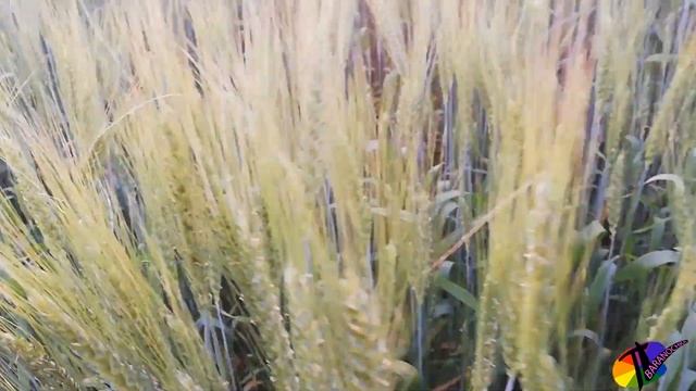 Закат в пшеничном поле смотреть онлайн