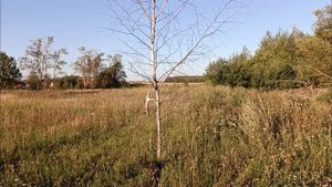 ОБУЧЕНИЕ ,НАТАСКА ЩЕНКОВ ЛАЙКИ / ПРИУЧАЕМ К ВОДЕ/ ЩЕНКИ РЕЛ 3 МЕСЯЦА.