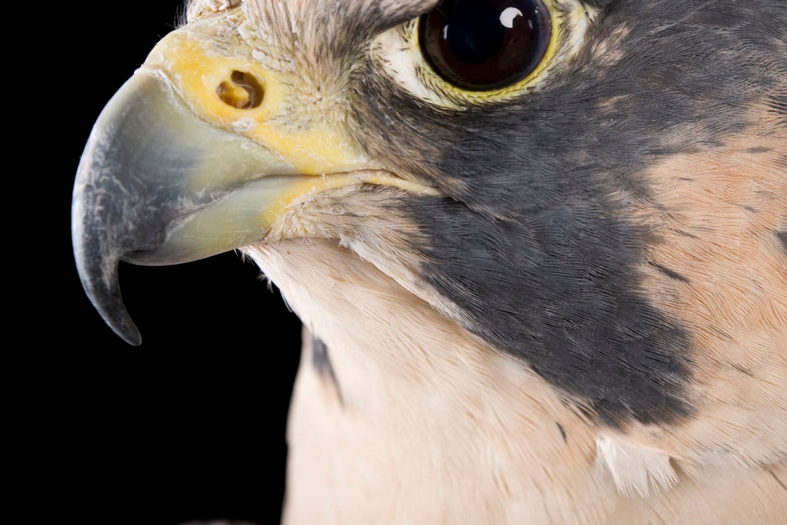 ЗОВ СОКОЛА смотреть онлайн