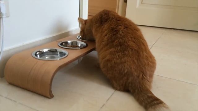 #PETELSHOW 1/6: ТУР ПО МОЕЙ КВАРТИРЕ смотреть онлайн