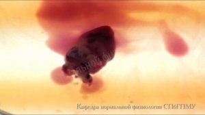 Сокращения изолированного сердца