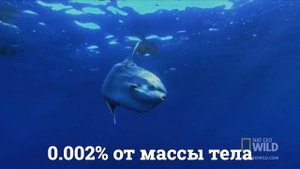 Рыбаки достали из моря 3 метровое существо, поразившее их – кем оказался круглый бесхвостый монстр