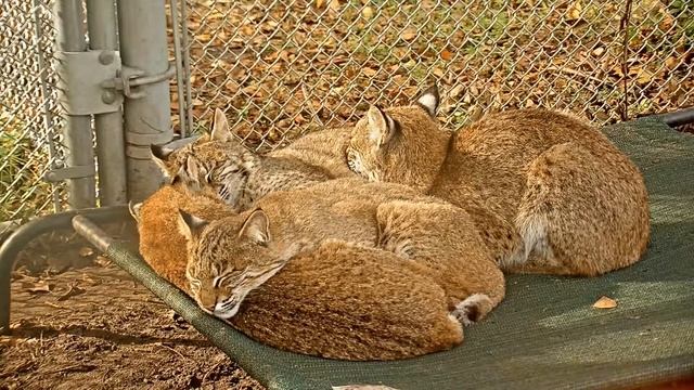 Bravo, Tango, Echo & Foxtrot, BRIC Nov 19 смотреть онлайн