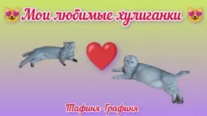 😻Наши любимые хулиганки 😻