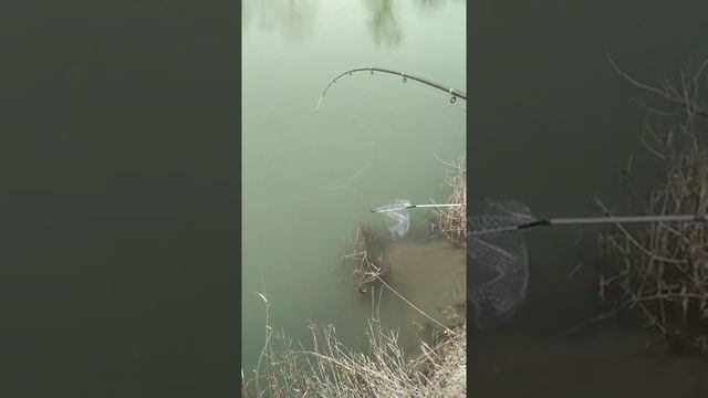 Ловля кутума на реке Сулак смотреть онлайн