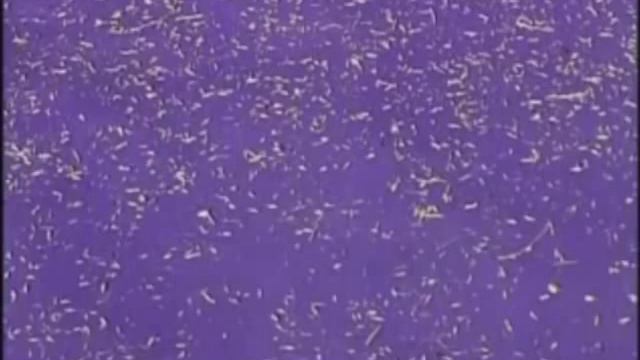 Машина для очистки и калибровки зерна АЛМАЗ МС - Презентация смотреть онлайн