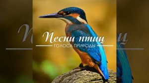 Насекомые и птицы