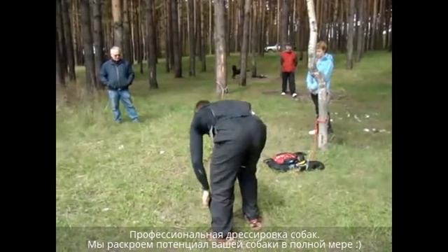 Дрессировка Той Терьера (охрана места) смотреть онлайн