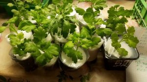 СУПЕР УПАКОВКА ДЛЯ ХРИЗАНТЕМЫ. НОВЫЕ ПОЛУЧАТЕЛИ ЧЕРЕНКОВ ХРИЗАНТЕМЫ.