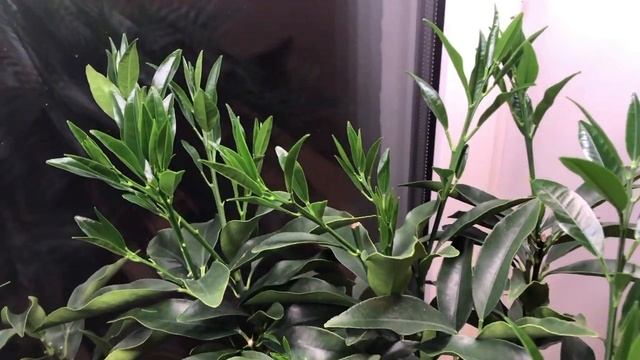 Кумкват в побегах. Рост фортунеллы зимой смотреть онлайн