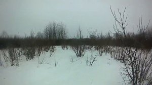 Охота на зайца с собакой