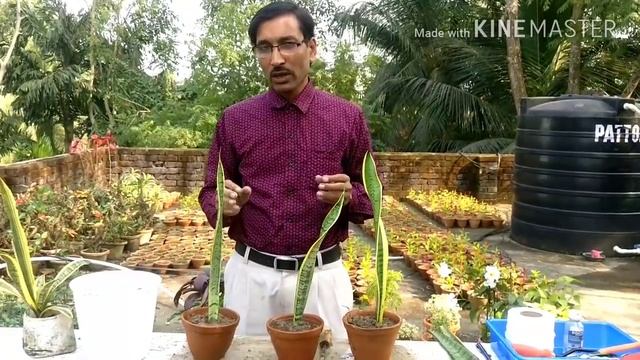 How to Propagate Snake Plant (Sansevieria) from leaf cuttings and other easiest methods. смотреть онлайн