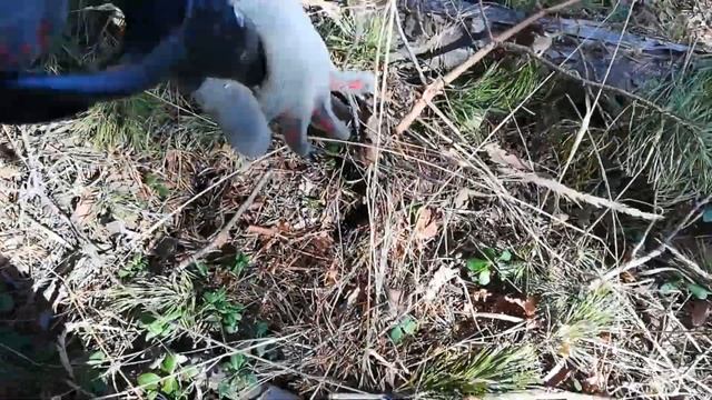 Главное-найти молоток. Поиск с металлоискателем в лесу. Поиск сокровищ. Поиск клада. Поиск монет