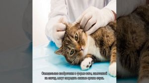 Грязные уши у котенка: причины и лечение
