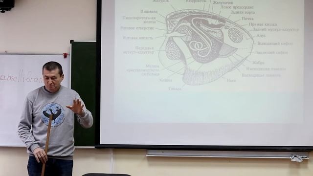 Зоология беспозвоночных. Курс лекций. Лекция 4. ч. 1