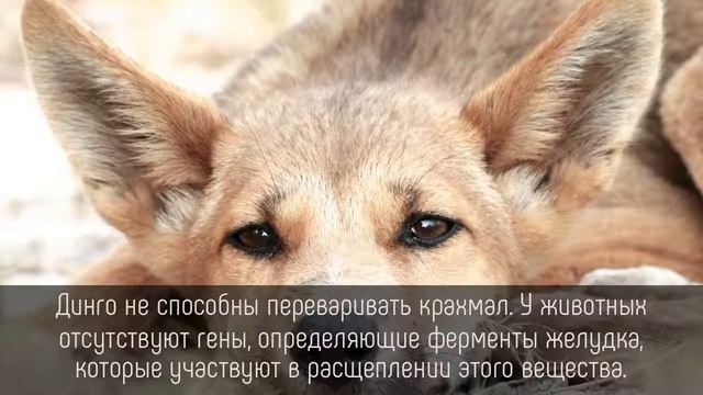 ⭐️ 5 фактов о ДИНГО, которые мы нашли в БИБЛИОТЕКЕ!