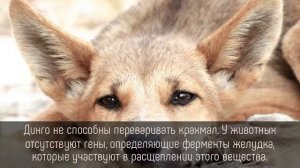 ⭐️ 5 фактов о ДИНГО, которые мы нашли в БИБЛИОТЕКЕ!