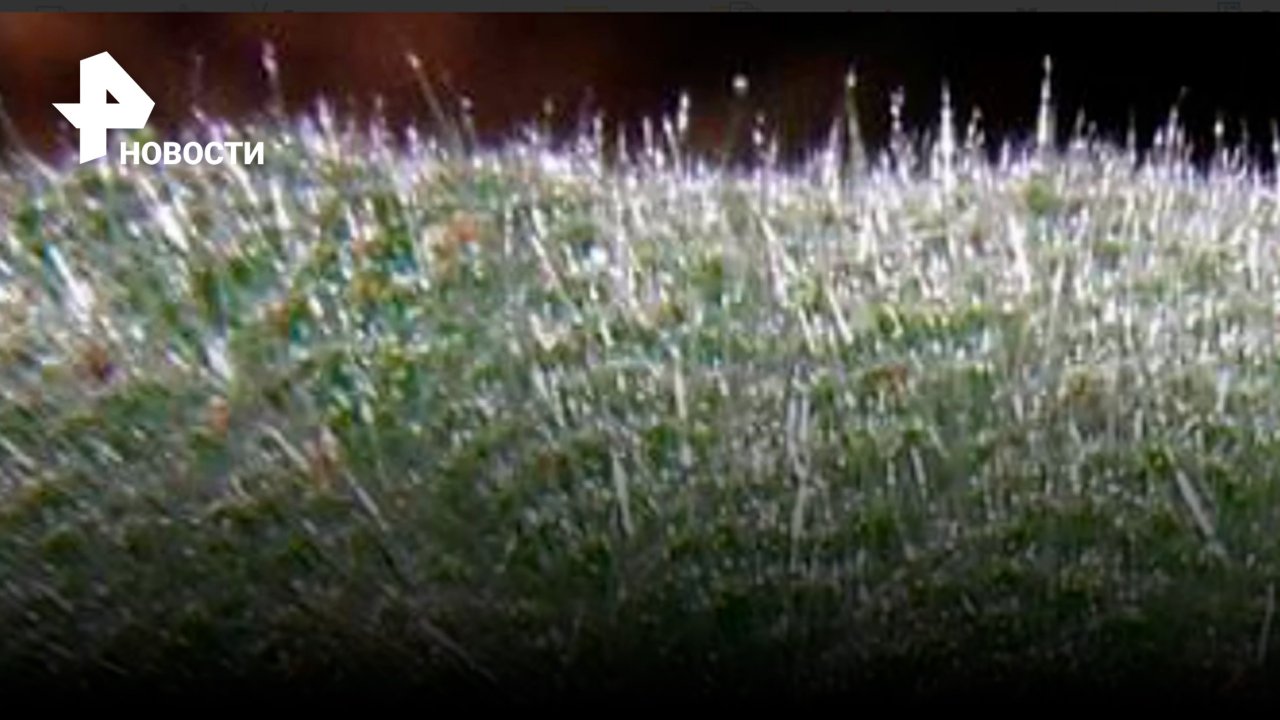 Преподаватель естествознания вырастил у себя дома самое опасное растение в мире / РЕН Новости